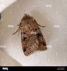 Attēlu rezultāti vaicājumam “Diarsia florida”