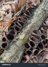 Attēlu rezultāti vaicājumam “Craterium sp.”