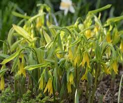 Attēlu rezultāti vaicājumam “Uvularia grandiflora”
