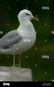 Attēlu rezultāti vaicājumam “Larus canus”