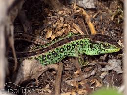 Attēlu rezultāti vaicājumam “Lacerta agilis male”