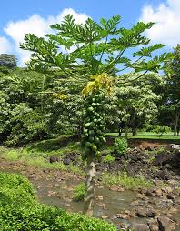 Image result for Carica papaya