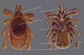 Attēlu rezultāti vaicājumam “Ixodes female”