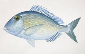 Image result for Calamus bajonado