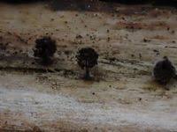 Attēlu rezultāti vaicājumam “Enerthenema papillatum”