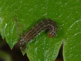 Attēlu rezultāti vaicājumam “Cribraria rubiginosa”