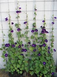 Image result for Ipomoea purpurea
