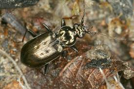 Attēlu rezultāti vaicājumam “Loricera pilicornis”