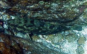 Image result for Epinephelus adscensionis