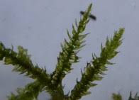 Attēlu rezultāti vaicājumam “Eurhynchium striatum”