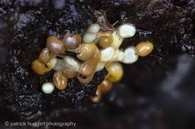 Attēlu rezultāti vaicājumam “Badhamia capsulifera stalked”