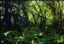 Congo Rainforest - El amigo