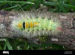 Attēlu rezultāti vaicājumam “Calliteara pudibunda larva”