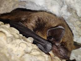 Attēlu rezultāti vaicājumam “Badhamiopsis scripta sessile”