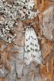 Attēlu rezultāti vaicājumam “Coscinia cribraria”