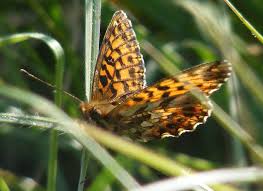 Attēlu rezultāti vaicājumam “Clossiana selene upperside”