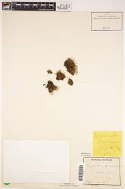 Attēlu rezultāti vaicājumam “Saelania glaucescens”