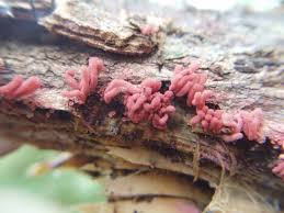 Attēlu rezultāti vaicājumam “Arcyria denudata spores”