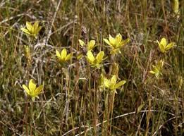 Attēlu rezultāti vaicājumam “Saxifraga hirculus”