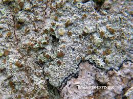 Attēlu rezultāti vaicājumam “Lecanora argentata”