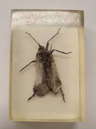 Attēlu rezultāti vaicājumam “Cixiidae”