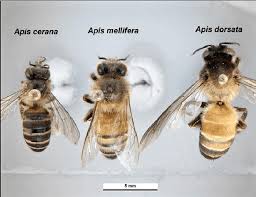 Attēlu rezultāti vaicājumam “Apis mellifera”