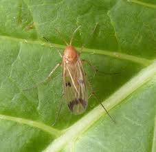 Attēlu rezultāti vaicājumam “Mycetophilidae”