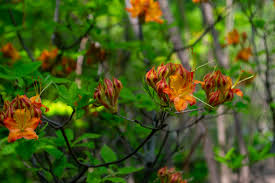 Attēlu rezultāti vaicājumam “Rhododendron calendulaceum”