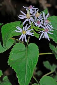 Attēlu rezultāti vaicājumam “Symphyotrichum x salignum leaf”