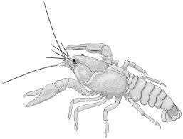 Attēlu rezultāti vaicājumam “Astacus astacus”