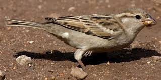 Image result for Passer domesticus
