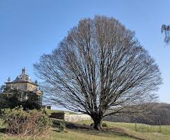 Attēlu rezultāti vaicājumam “Carpinus betulus”