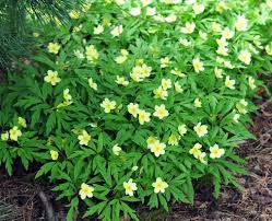 Attēlu rezultāti vaicājumam “Anemone x lipsiensis leaf”