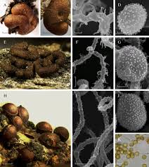 Attēlu rezultāti vaicājumam “Perichaena depressa sessile”