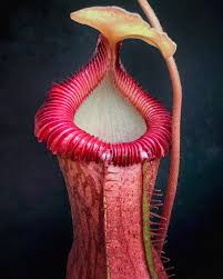 Attēlu rezultāti vaicājumam “Edwardsiana geometrica”