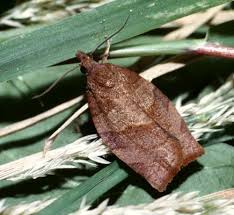 Attēlu rezultāti vaicājumam “Pandemis”