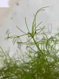 Attēlu rezultāti vaicājumam “Nitella sp.”