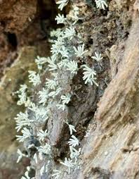 Attēlu rezultāti vaicājumam “Craterium minutum young”