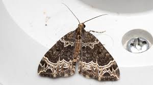 Attēlu rezultāti vaicājumam “Ecliptopera silaceata”