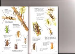 Attēlu rezultāti vaicājumam “Hylecoetus dermestoides male”
