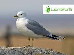 Attēlu rezultāti vaicājumam “Larus canus adult”