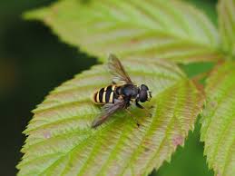 Attēlu rezultāti vaicājumam “Sericomyia silentis”