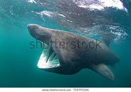 Image result for Cetorhinus maximus