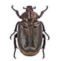 Attēlu rezultāti vaicājumam “Osmoderma barnabita imago”