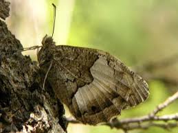 Attēlu rezultāti vaicājumam “Hipparchia alcyone underside”