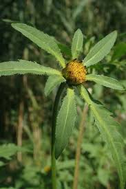 Attēlu rezultāti vaicājumam “Bidens tripartita”