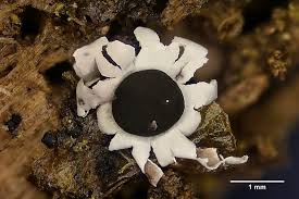 Attēlu rezultāti vaicājumam “Diderma subincarnatum plasmodium”