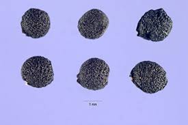 Attēlu rezultāti vaicājumam “Muscari neglectum”