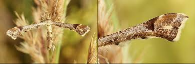 Attēlu rezultāti vaicājumam “Platyptilia gonodactyla”