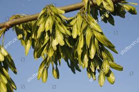 Attēlu rezultāti vaicājumam “Fraxinus excelsior fruit”